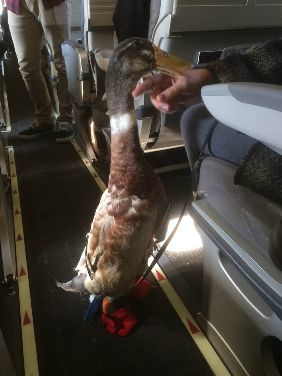 What The Duck