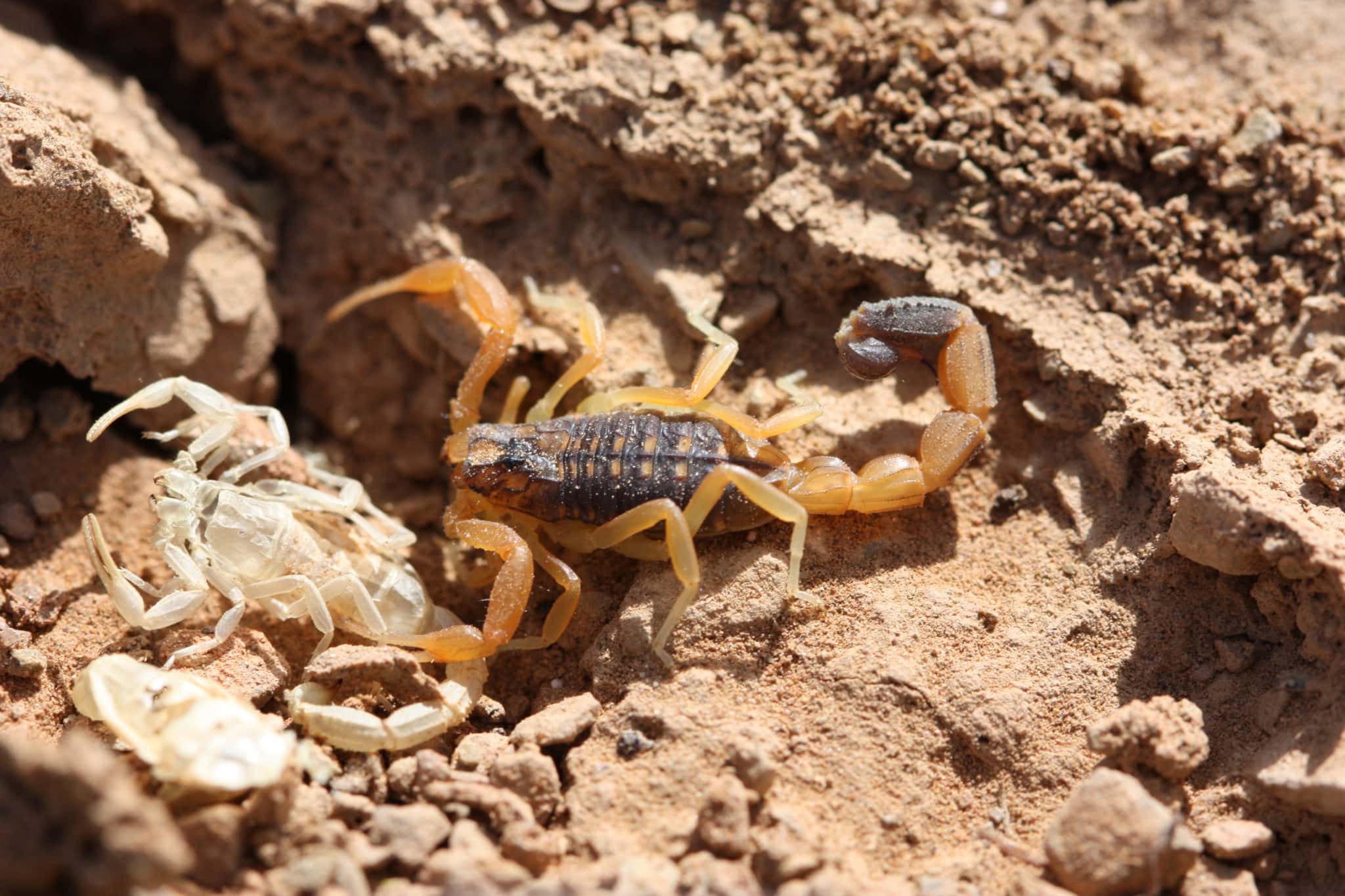 Deathstalker Scorpion