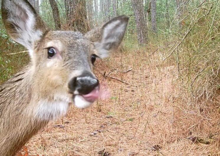 Lip Licking Good