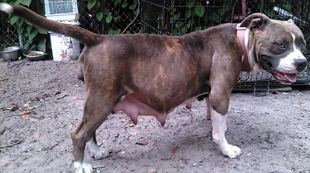 pregnant-pit-bull-was-overdue-no-one-could-believe-the-reason-worldemand