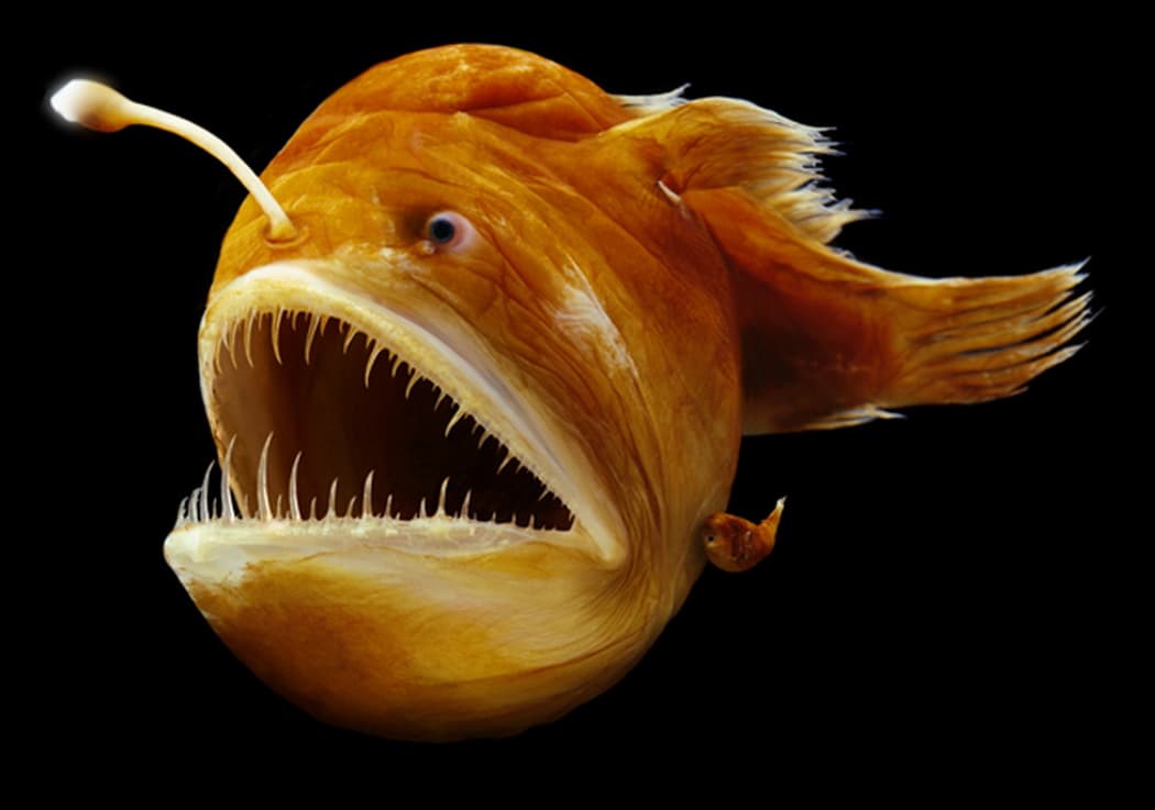 15+ Nightmarish Creatures of the Deep Sea - Page 11 of 35 - Worldemand